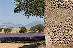 Champs de lavande et mur rustique, Provence.