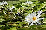 La Mortella, Ischia, water lilies and flowers