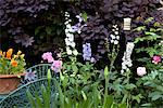 Jardin de banlieue. Détail des olanting de cotinus, pivoines, delphiniums, canterbury bells, pensées, rose, Agapanthe.