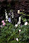 Suburban Garten. Detail der Anpflanzung mit Cotinus, Pfingstrosen, weißer Fingerhut und Delphinium