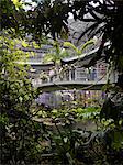 California Academy of Sciences. Intérieur avec des plantations tropicales luxuriantes et Regarde un pont des allées piétonnes. Architectes : Renzo Piano Building Workshop