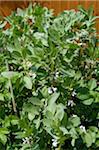 Broad Beans in Flower Growing in Garden