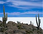 Einheimische Flora, Uyuni Salt Flat