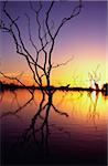 Silhouetted trees in Lake Bennet at sunset