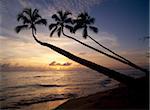 Palmiers sur la plage au coucher du soleil