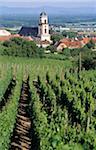 Rows of vines in vineyard, village in background