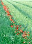 Line of poppies beside field