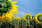 Sunflowers and rainbow