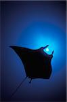 Silhouette of sting ray and  shaft of light in blue water