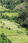 Asie, Bhoutan, Punakha, rizières en terrasses