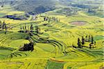 Chine, Yunnan province, Luoping, colza fleurs en fleurs