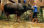 China, Guizhou Province, nr. Kaili, Langde. A Miao (or Hmong) women in Langde village washes her buffalo