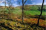 Traditionnelle agricoles vallée de Swaledale, Yorkshire Dales National Park, Angleterre