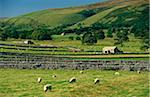 Feld Wände Littondale, Yorkshire Dales National Park, England