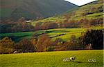 Moutons paissant sur les pentes du Blencathra, du Lake District, Cumbria, Angleterre