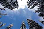 Snow covered arbres à Gulmarg, Srinagar, Inde