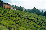 India, West Bengal, Darjeeling. Tea bushes cloak the hillside beside the Happy Valley Tea Estate in Darjeeling.