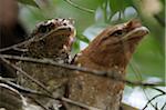 India, South India, Kerala. Pair of Sri Lanka frogmouths resting during day at Salim Ali Bird Sanctuary (male left, female right).