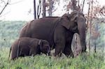 India, Kerala, Periyar National Park. Wild Indian (Asian) elephant mother and calf walking through a forest clearing.