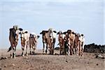 Au Kenya, près de Marsabit, un petit troupeau de veaux trot le long des voies desséchés