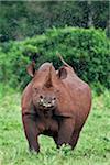 Kenia, eine weibliche Spitzmaul-Nashörner, umgeben von einem Schwarm von Fliegen im Aberdare Nationalpark.