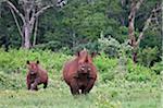 Kenya, A female black rhino and her well grown calf prepare to charge in the Aberdare National Park.