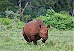 Kenya, A female black rhino charges menacingly as red-billed Oxpeckers and flies scatter.