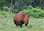 Kenia, eine weibliche Spitzmaul-Nashörner erhebt drohend rot-billed Oxpeckers und fliegt XY.