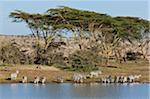 Kenya, Common zebra drink from a dam surrounded by acacia trees at the 35,000-acre Borana Ranch in Laikipia District.