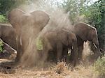 Kenya, éléphants se dépoussiérer près des rives de la Uaso Nyiru dans la réserve faunique nationale de Samburu