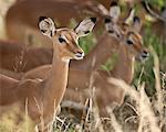 Kenya, A herd of female impalas in Samburu National Game Reserve of Northern Kenya.