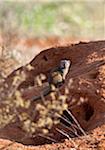 Kenya, A dwarf mongoose sitting on a termite mound in Samburu National Game Reserve of Northern Kenya.