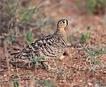 Kenya, A Black-faced sandgrouse in Samburu National Game Reserve of Northern Kenya.