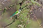 Kenya, A White-throated Bee-eater in Samburu National Game Reserve of Northern Kenya. A migrant from the Sahara.