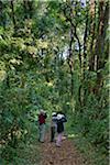 Kenya, Visitors and their guide bird-watching in the Kakamega Forest.