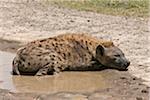 Kenya, A spotted hyena sleeps beside a rainwater puddle in the Lake Nakuru National Park.