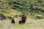 Kenya, Laikipia, Lewa Downs. Une mère et son veau rhinocéros noir.