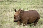 Kenya, Laikipia, Lewa Downs.  A lone White rhinoceros.