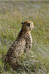 Kenya, Laikipia, Lewa Downs. Guépard mâle.