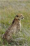 Kenya, Laikipia, Lewa Downs.  Male cheetah.