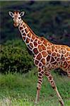 Kenya, Laikipia, Lewa Downs. Reticulated giraffe recognisable from its pronounced polygonal markings.