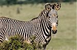 Kenya, Laikipia, Lewa Downs.  A rare Grevy's zebra shows off its tight stripes and unusually large ears.