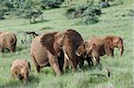 Kenya, Laikipia, Lewa Downs.  A family group of elephants feed together.