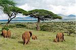 Kenya, Laikipia, Lewa Downs. Un groupe familial d'éléphants se nourrit ensemble.