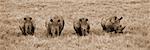 Kenya, Laikipia, Lewa Downs. Un groupe de rhinocéros blancs se nourrit ensemble.