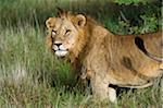 Kenya, Laikipia, Lewa Downs.  A male lion.