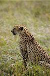 Kenya, Laikipia, Lewa Downs.  Cheetah.