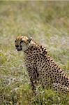 Kenya, Laikipia, Lewa Downs.  Cheetah.