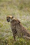 Kenya, Laikipia, Lewa Downs. Cheetah.