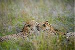 Kenya, Laikipia, Lewa Downs.  A pair of cheetah groom each other.